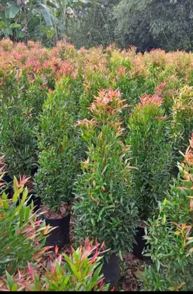 Jual pohon pucuk merah