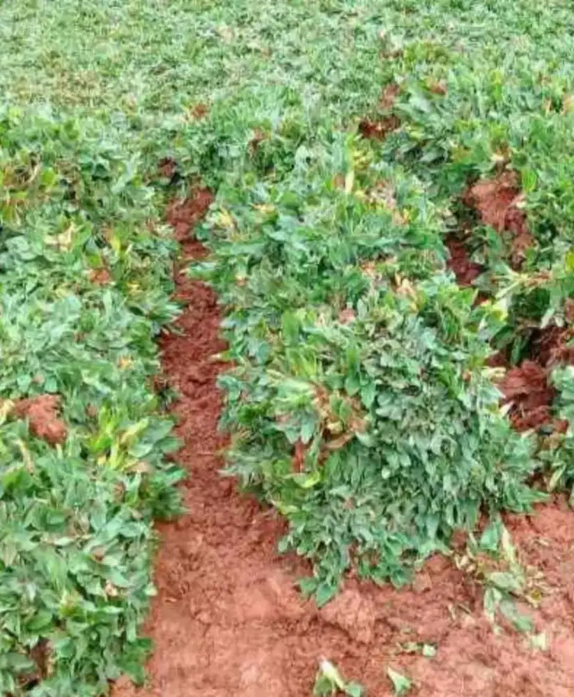 Jual rumput gajah mini