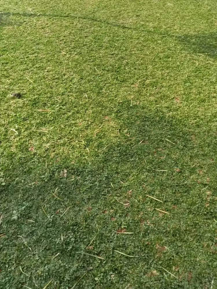 Jual rumput gajah mini