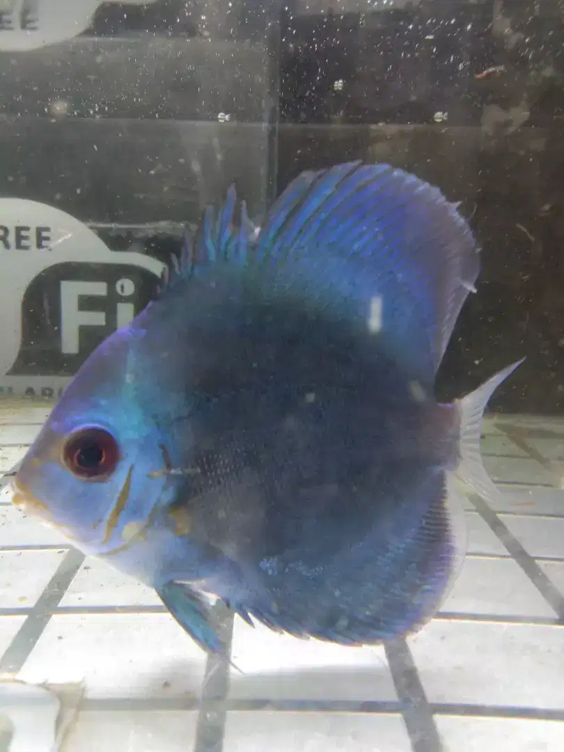 Ikan discus blue diamond