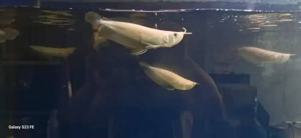 Arwana Arowana Silver Albino 15-17  Cm Partai dan Eceran
