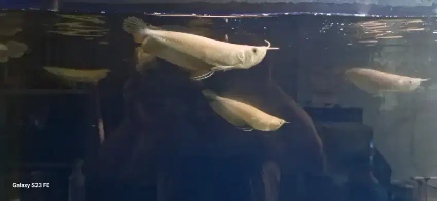 Arwana Arowana Silver Albino 17-18  Cm Partai dan Eceran