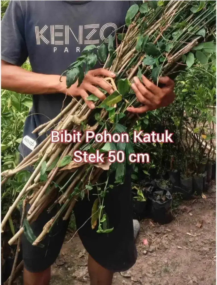 Bibit Katuk / Katu Stek 30 cm