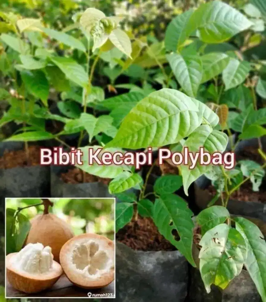 Bibit Kecapi Tinggi 40 cm