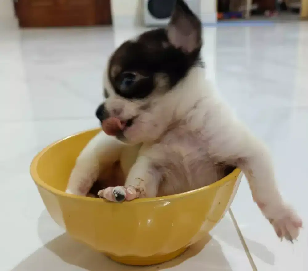 Anjing super kecil chh