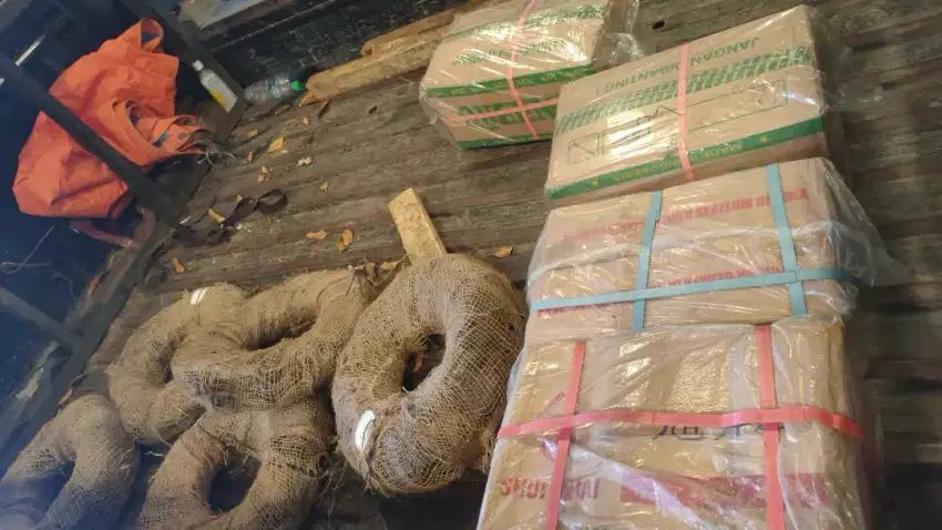 Jual paku murah surabaya