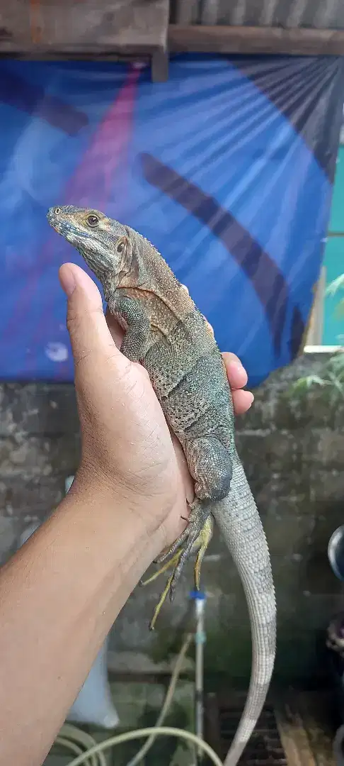 Iguana similis betina