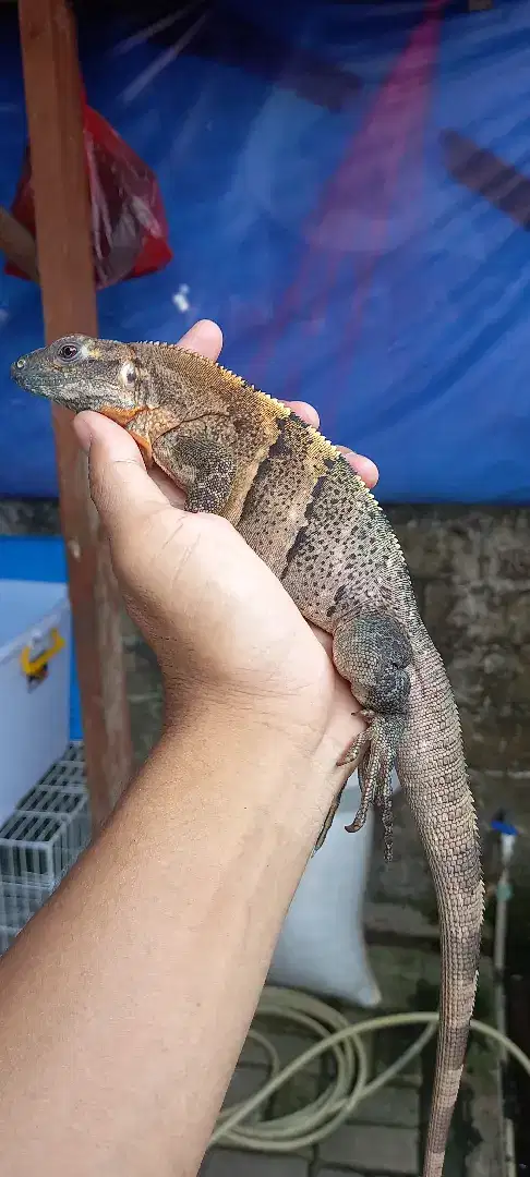 Iguana similis betina