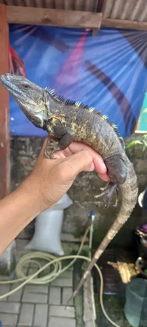 Iguana banana jantan