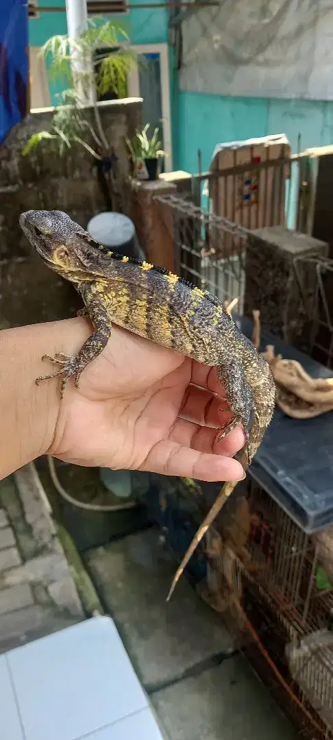 Iguana banana pectinata