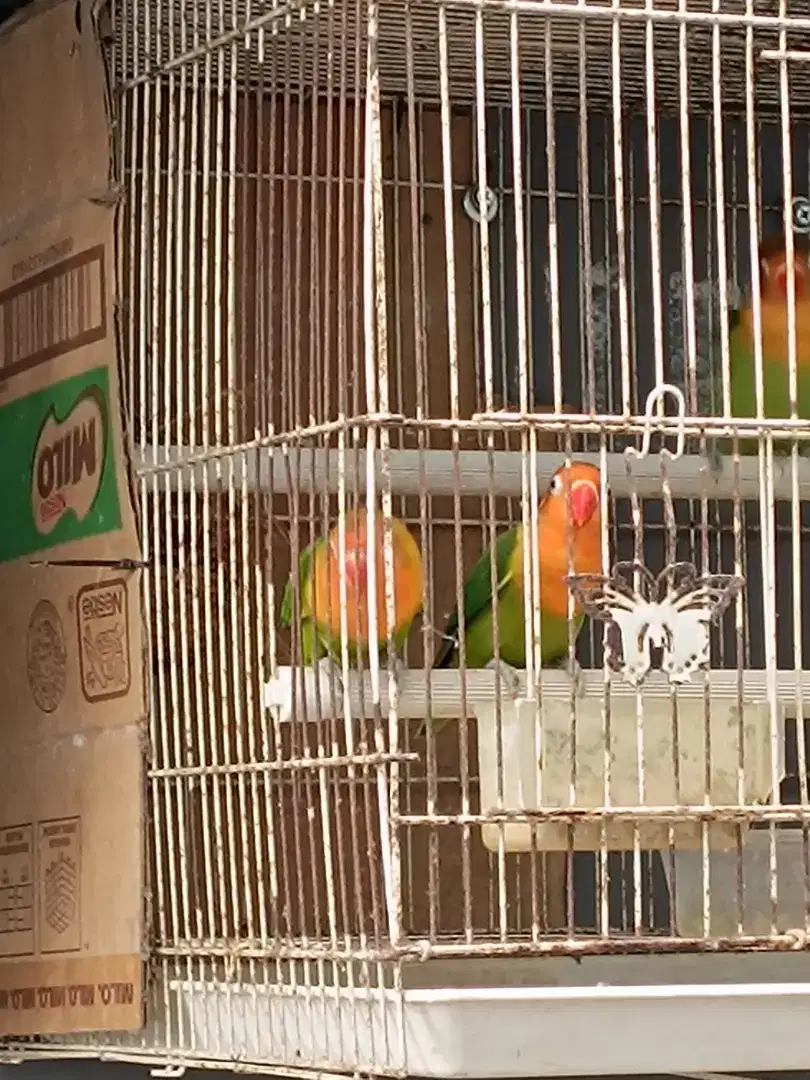 Sepasang burung lovebird biola green