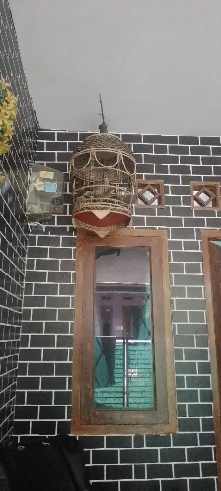 Tekukur  Gacor kuk 1 nyaring