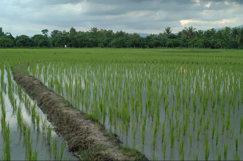 KAVLING TANAH SAWAH UNTUK PABRIK / GUDANG PEMALANG JAWA TENGAH