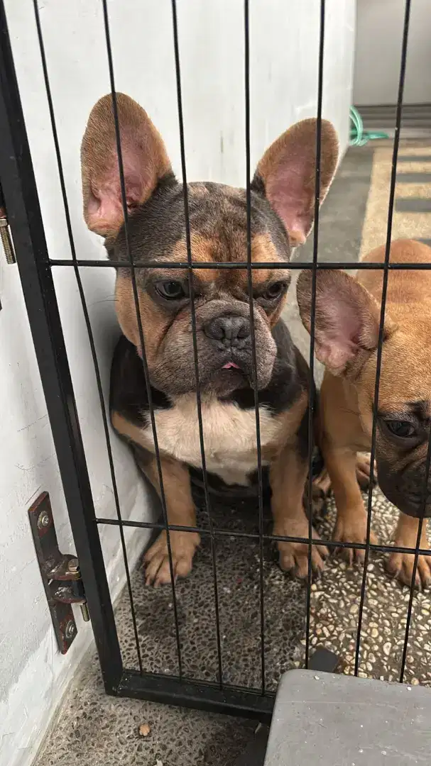 Di sale 5 anak anjing frenchbulldog