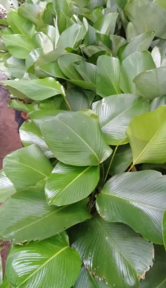 Pohon pisang chalatea