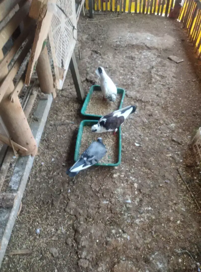 Burung Merpati Warna Pelontang Belantong blorok