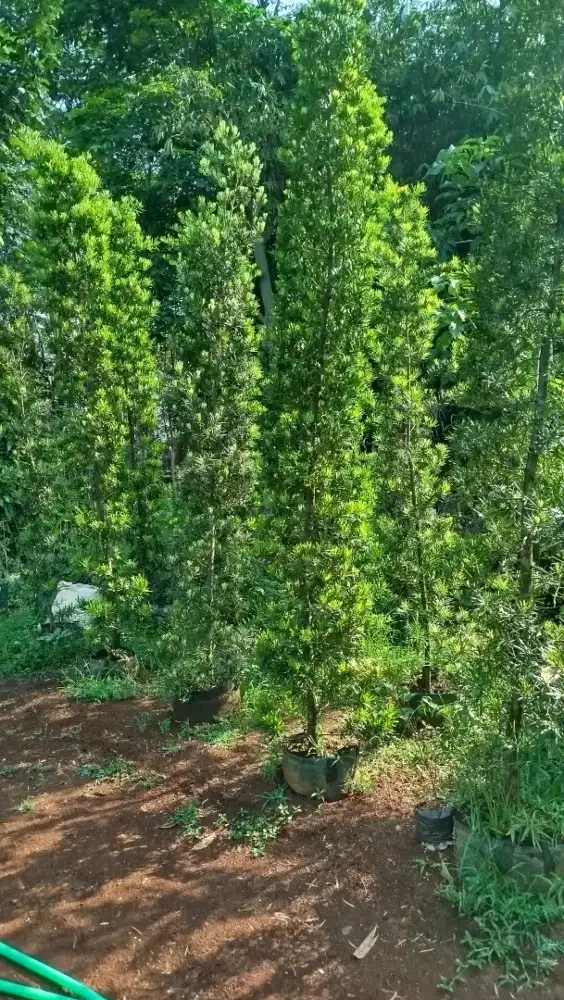 Pohon lohansung louhansung