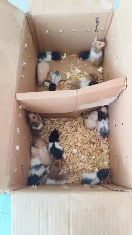 Syrian Hamster Jinak