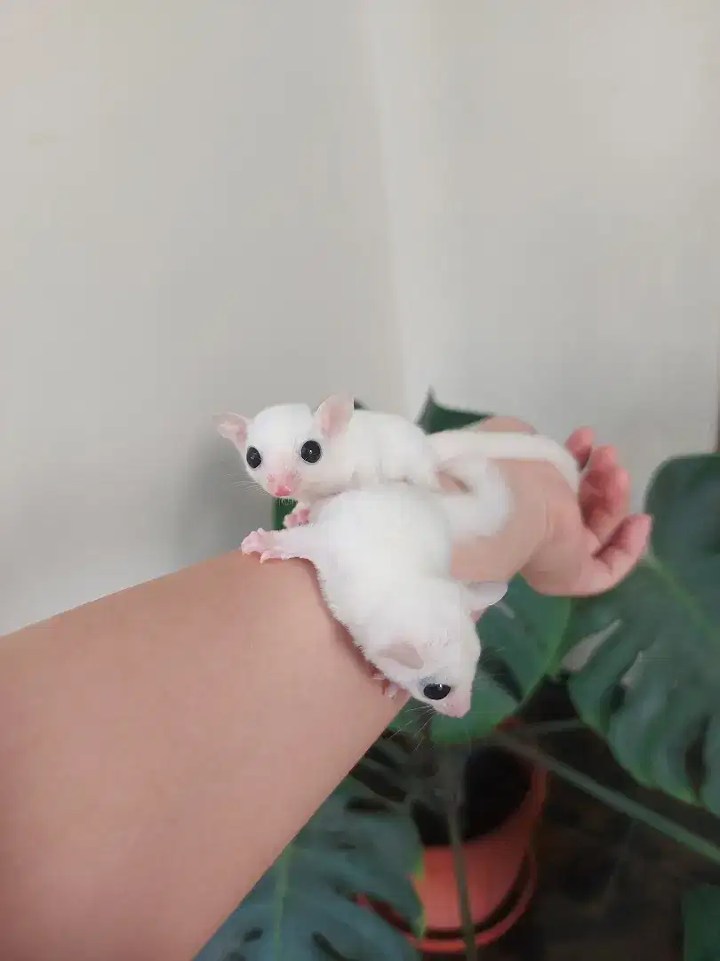 Sugar Glider Leucistic Jantan & Betina