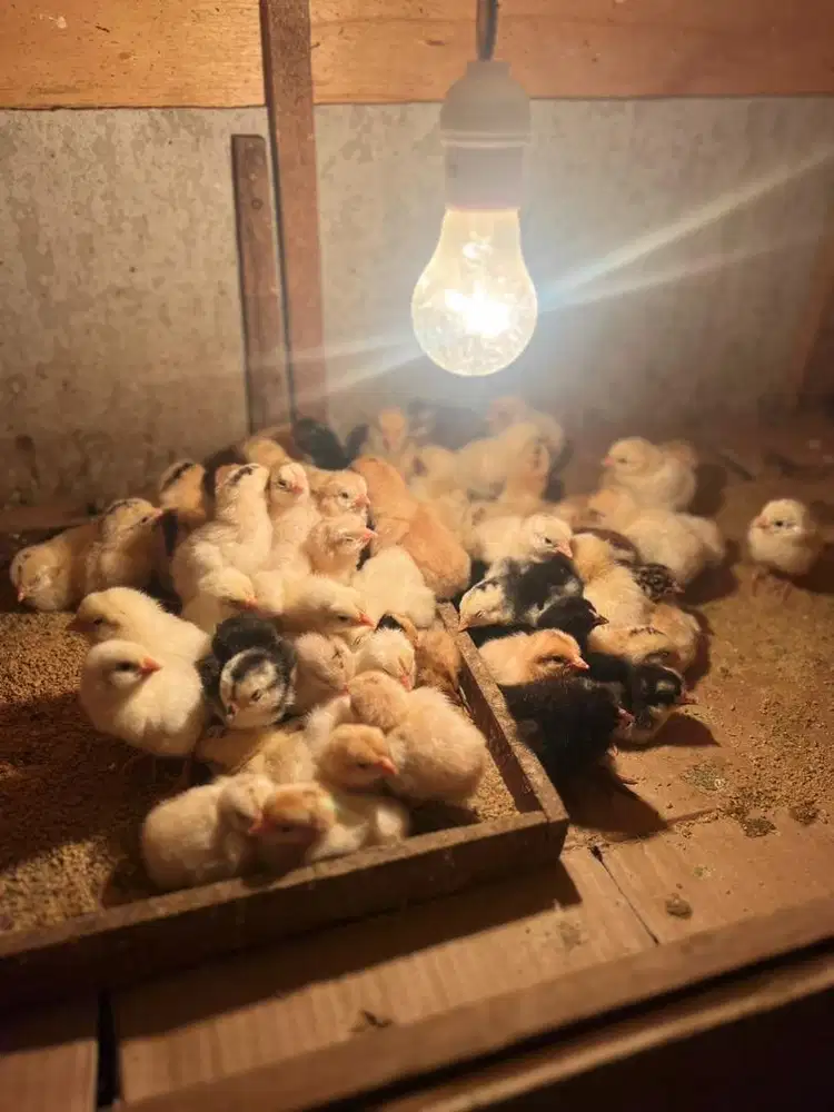 DOC Elba siratu petelur