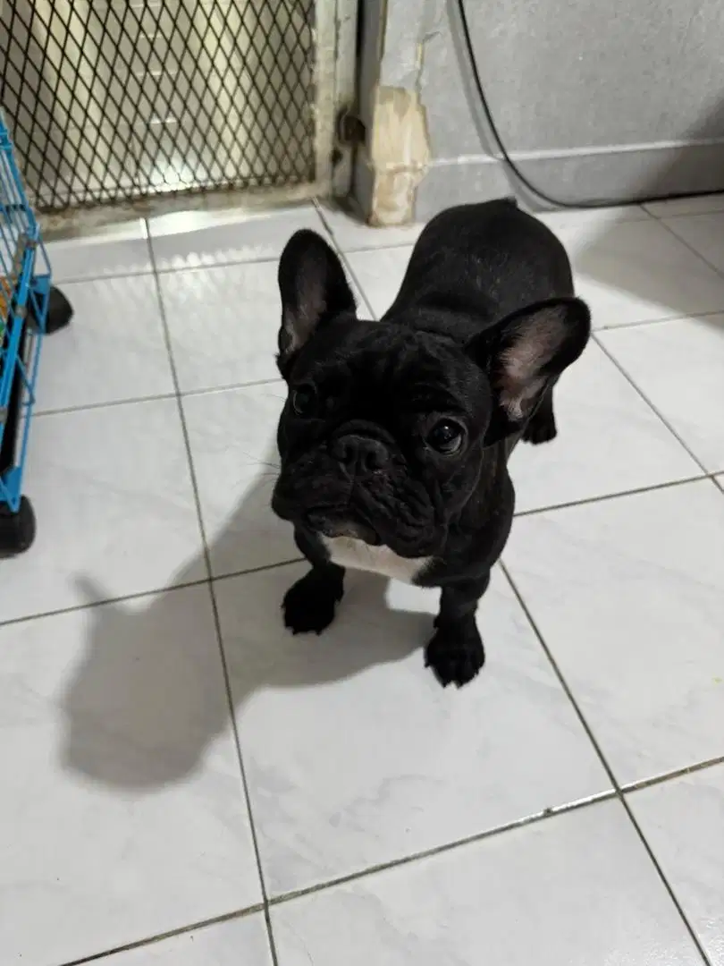 French Bulldog Betina