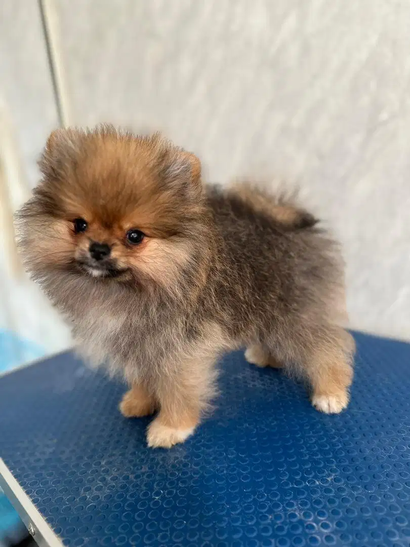 Anjing Mini pom jantan good bloodline