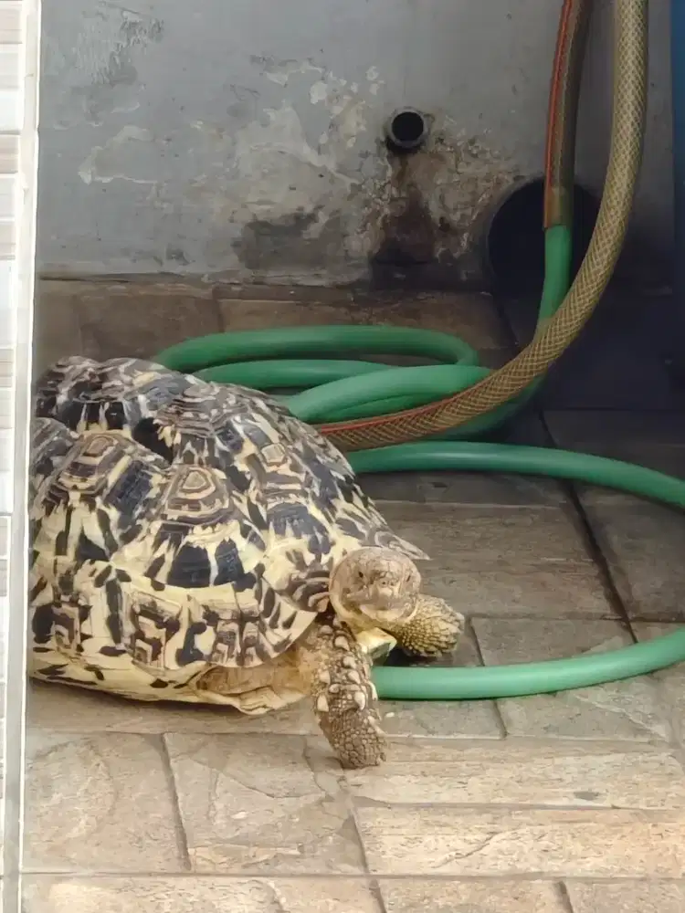 Kura Kura Darat Pardalis Calon Snow