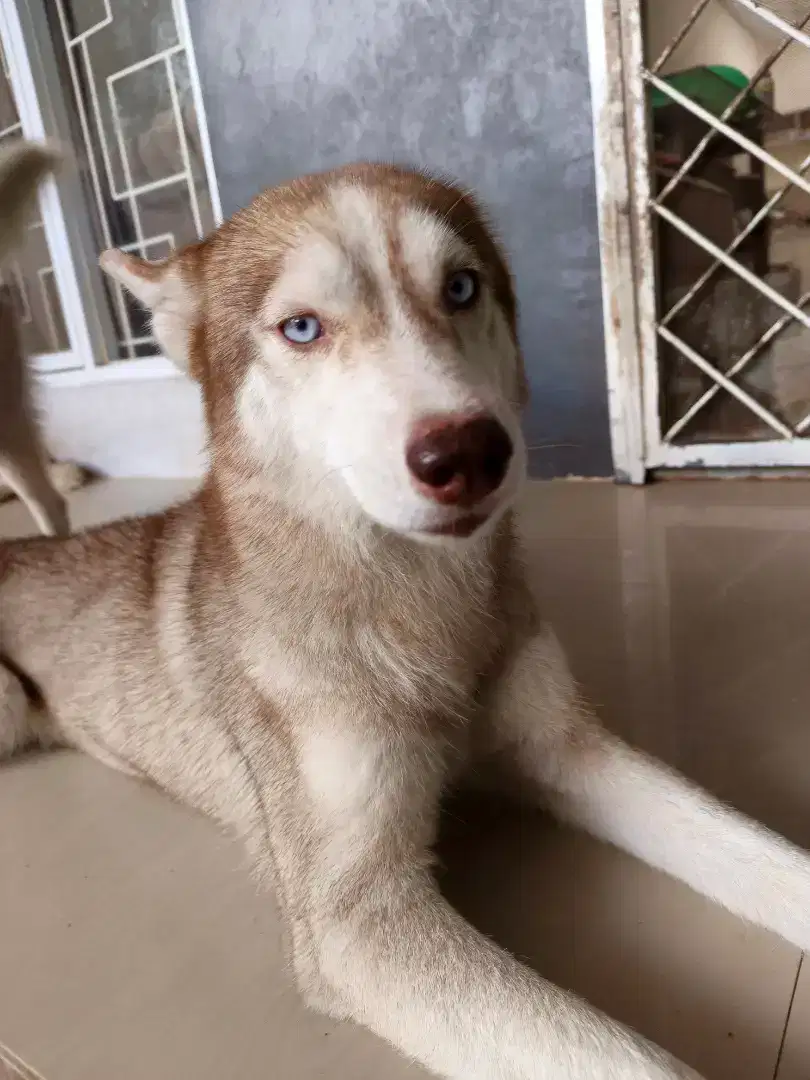 Siberian Husky Female/Betina