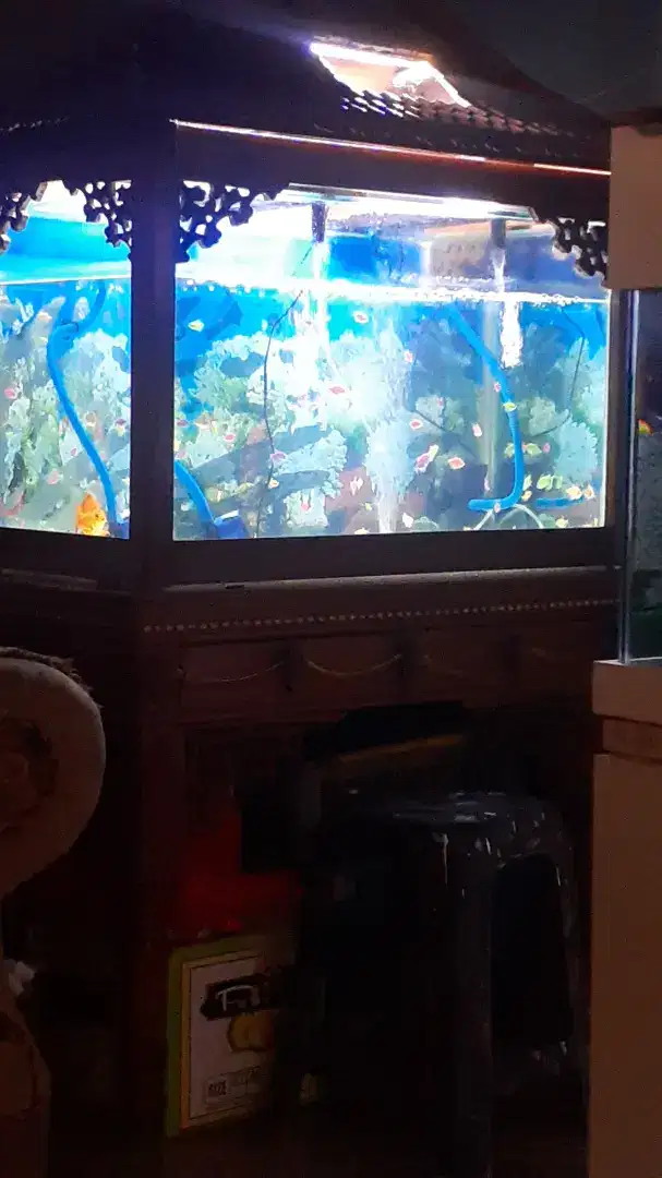 Aquarium dan kabinet jati