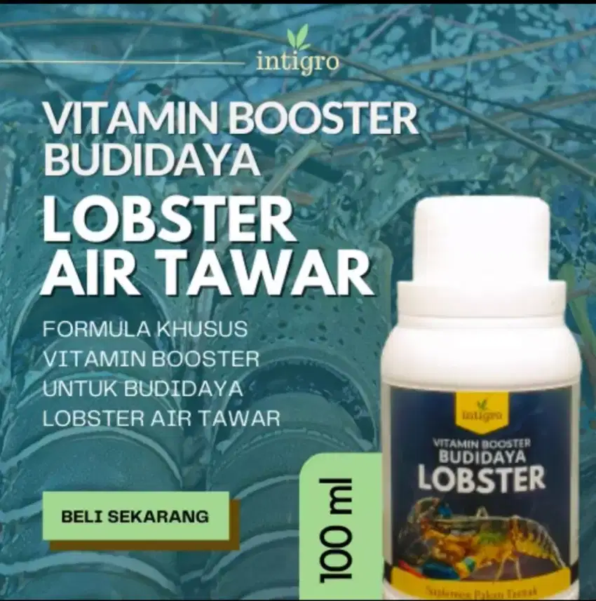 VITAMIN BOOSTER BUDIDAYA TERNAK LOBSTER AIR TAWAR.