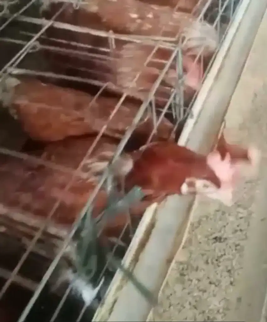 Ayam petelur sudah produksi.