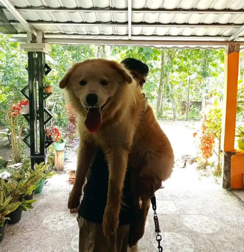 Anjing Samoyed mix Golden