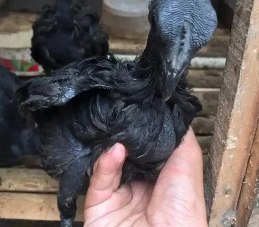 ayam cemani ori 2 blan