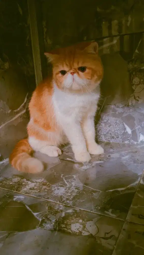 kucing peaknose exotic Shorthair