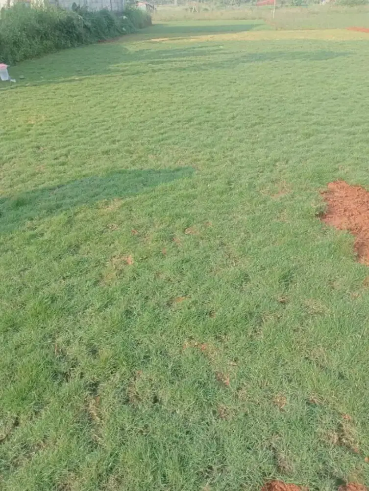 rumput Peking/jepang