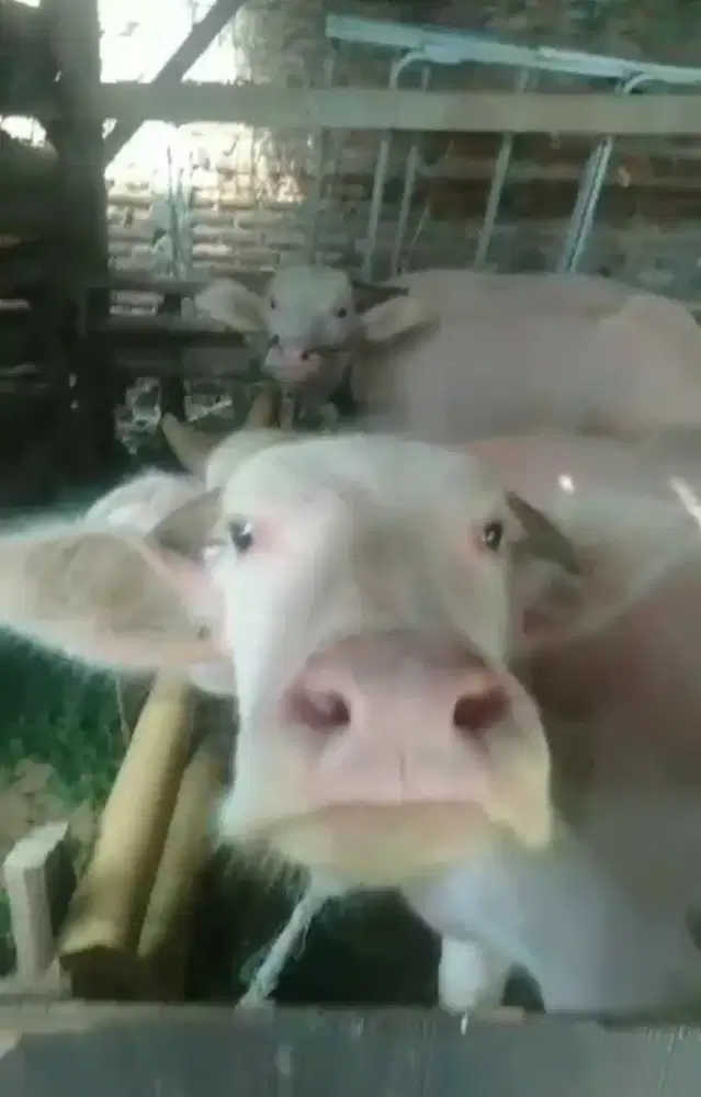 KEBO BULE 4 EKOR kondisi Sehat ,Unik Boss