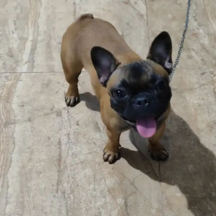 Dijual french bulldog