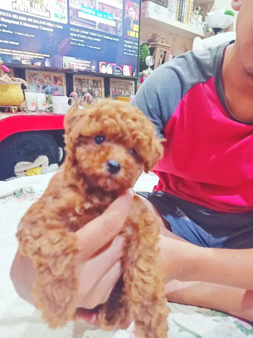 Jual anakan poodle