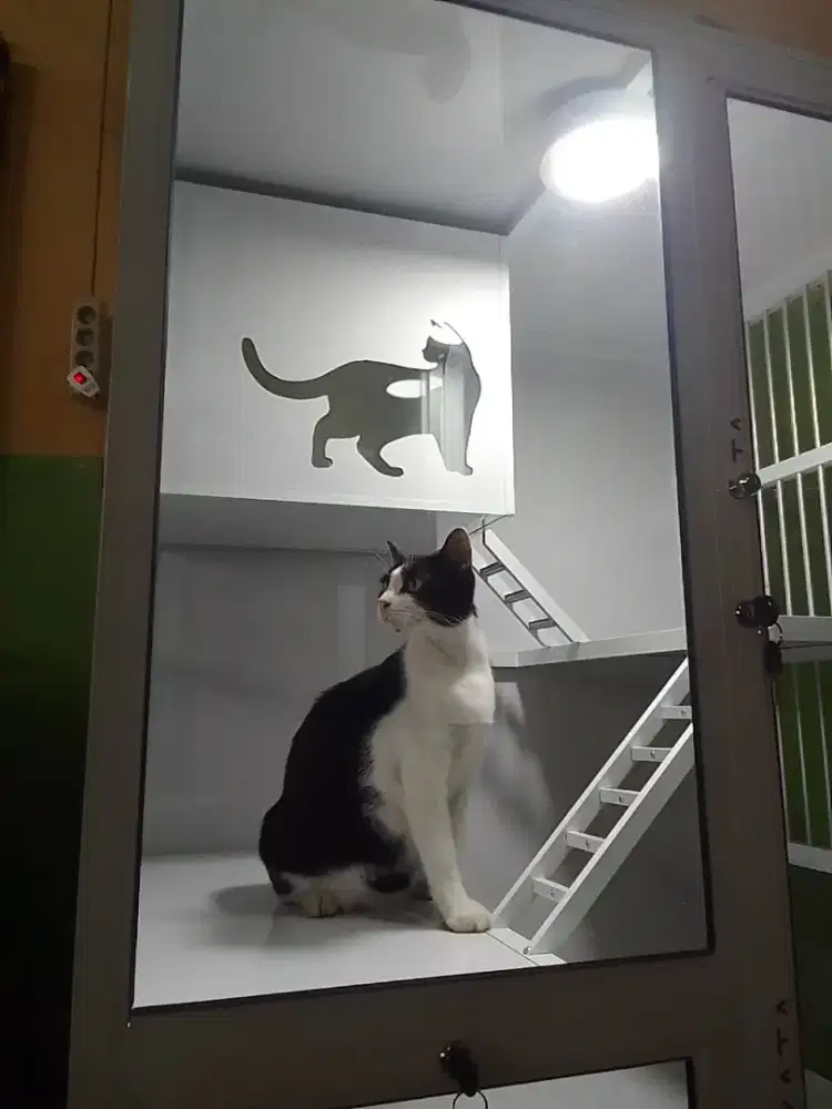 Kandang kucing modern