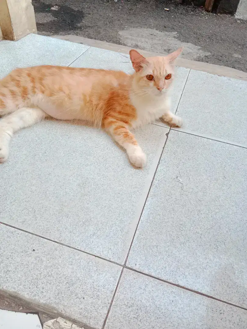Kucing persia jantan