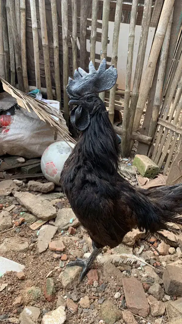 ayam cemani super hitam