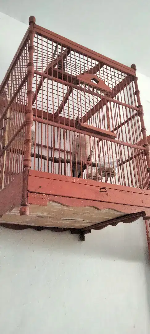 Burung puter sepasang jios