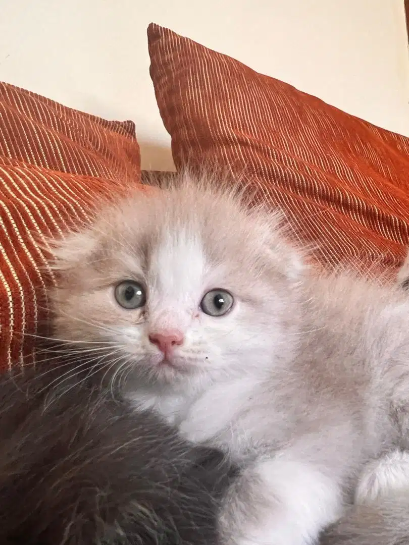 Scottish fold kitten scotish lilac bicolor sapi jantan betina kucing