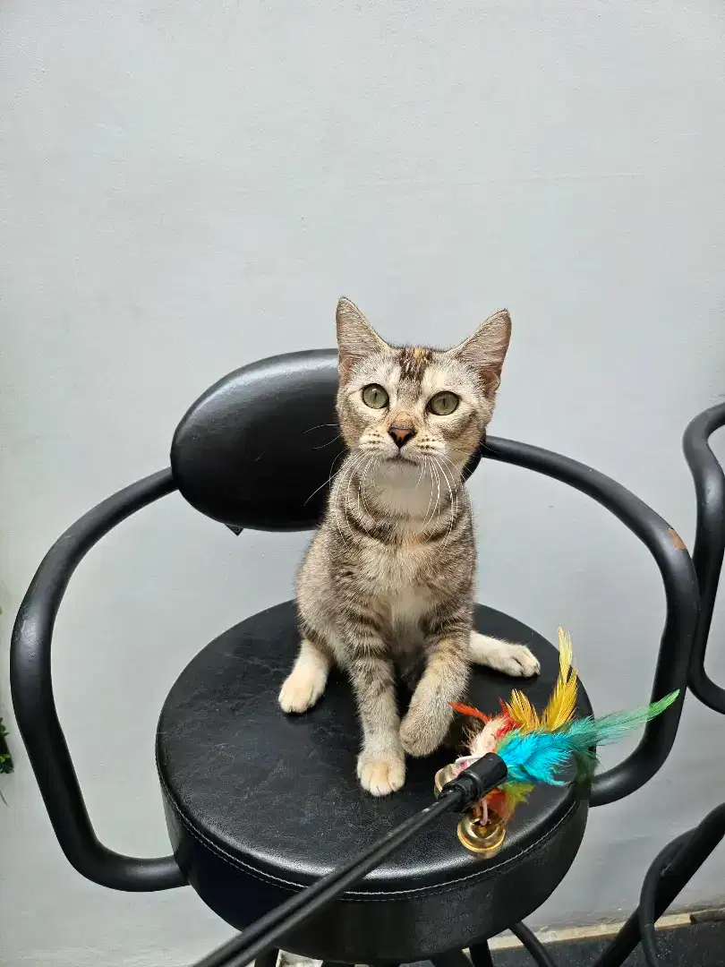 Kucing Munchkin NS