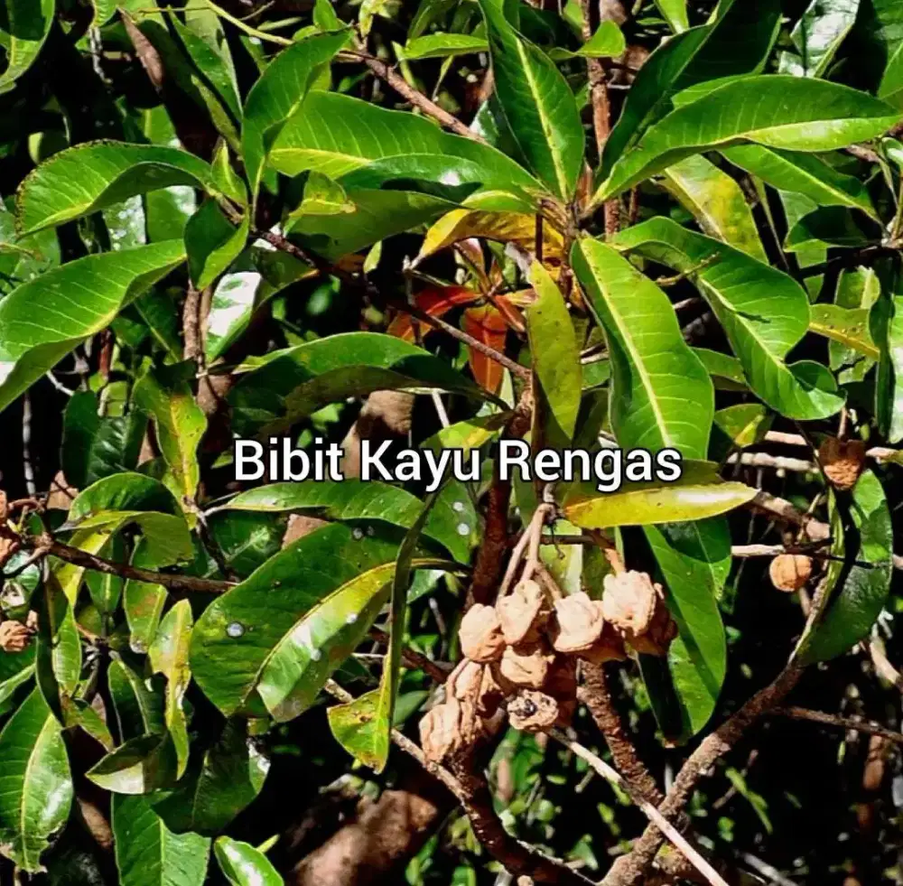 Rengas Bibit Kayu TTinggi 50 cm