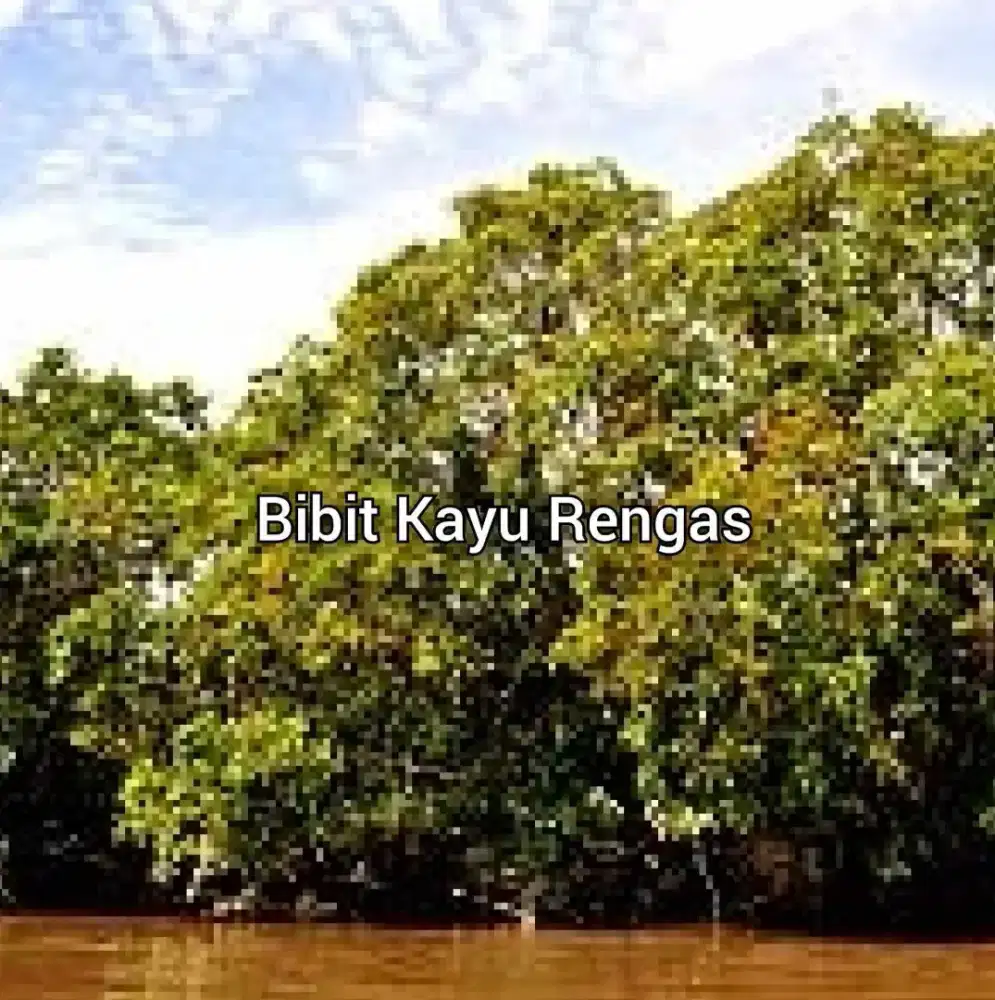 Bibit Kayu Rengas TTinggi 50 cm