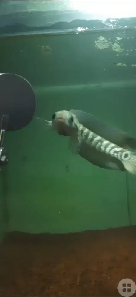 Ikan Channa  asitika bahan gondrong