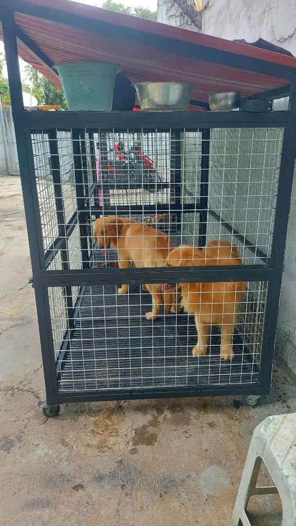 Kandang Anjing Rangka Beai