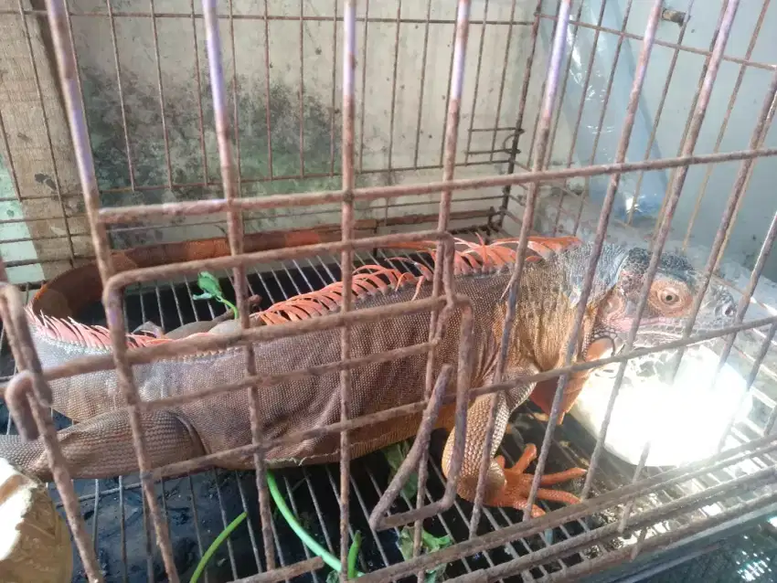 Red iguana betina besar
