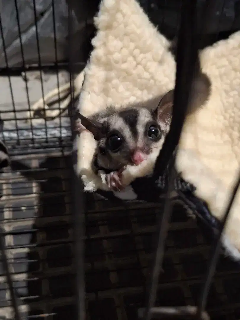 Sugar glider clasicc grey betina ( masih bayi / joey )